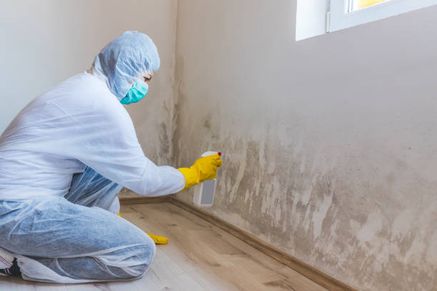 Licensed Black Mold Removal service in Paris, KY - WQB Mold Removal
