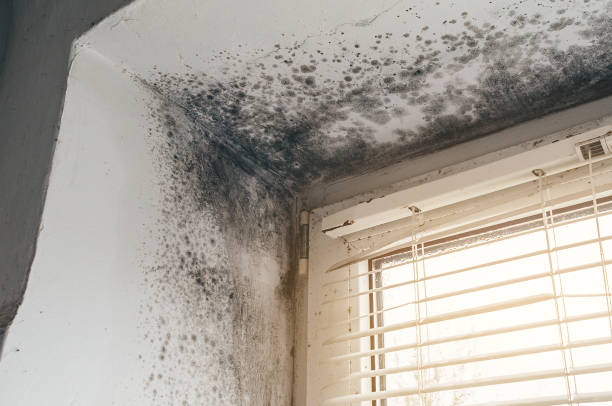 Affordable Black Mold Removal solutions in Paris, KY