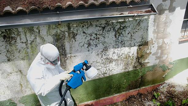 Top rated local Black Mold Removal specialists in Paris, KY